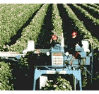 Harvesting grapes from a vineyard